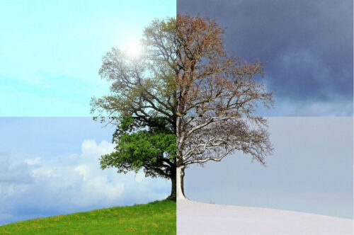 Photo of tree divided into four squares to represent four different seasons