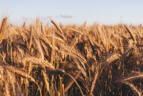 wheat growing in wheat field