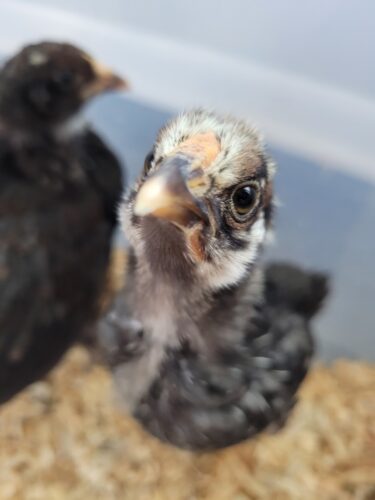growing chick looking into camera