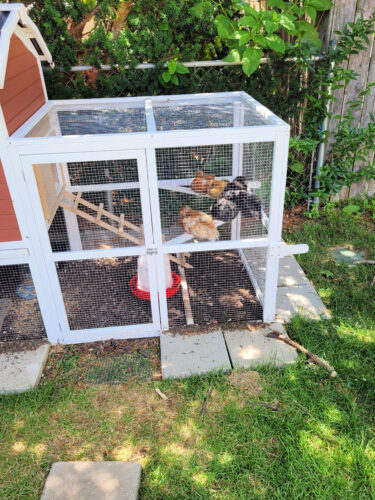 backyard chickens in chicken coop