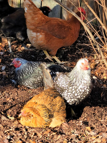 backyard chickens sunbathing
