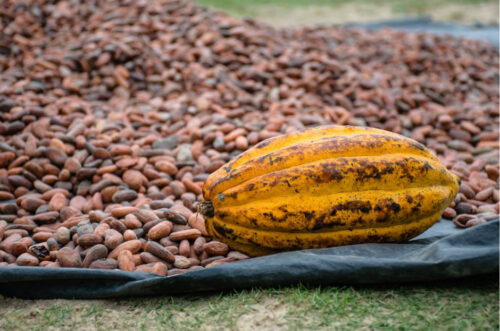 Cocoa beans and cocoa bean pod on the ground