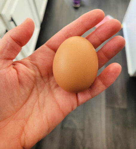 egg in hand from backyard chicken