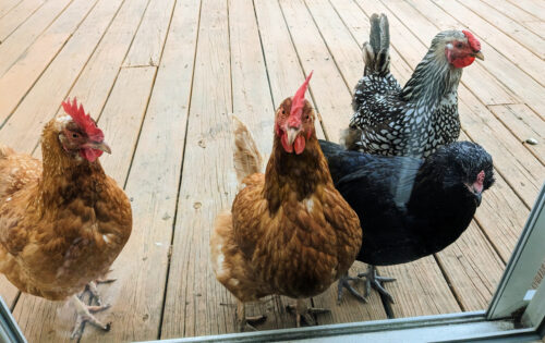 four backyard chickens looking into a window