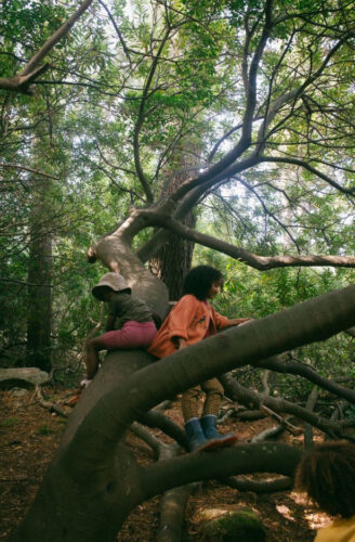 children climbing a tree