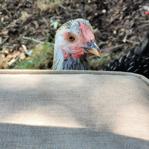 chicken peering over swing