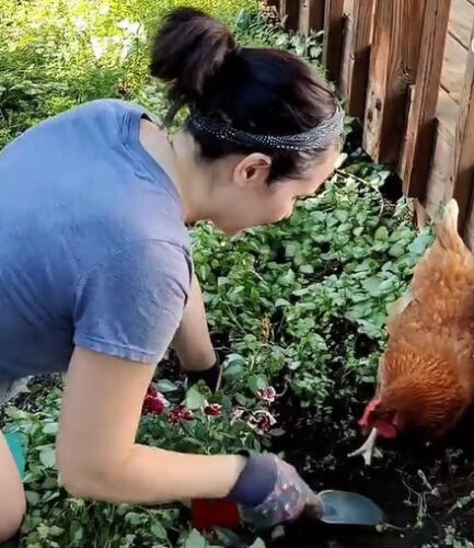 Kristyn and chicken digging in garden