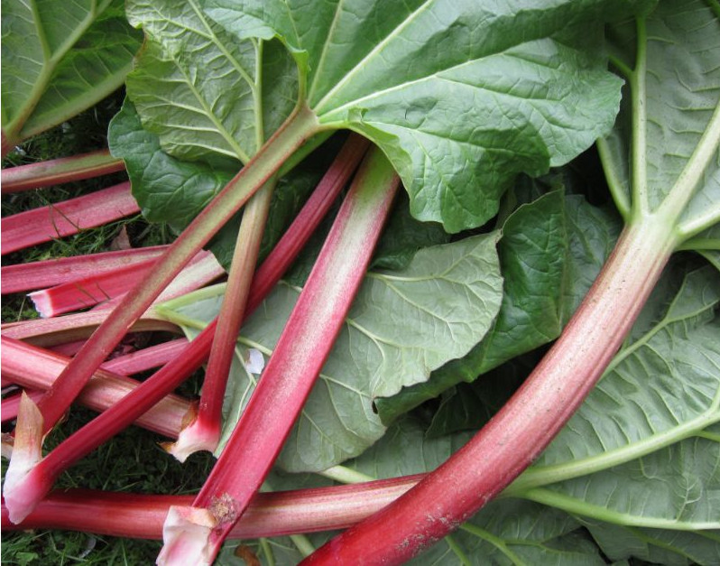 rhubarb