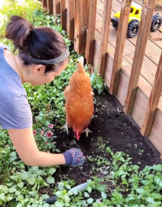 Kristyn digging in garden with a chicken