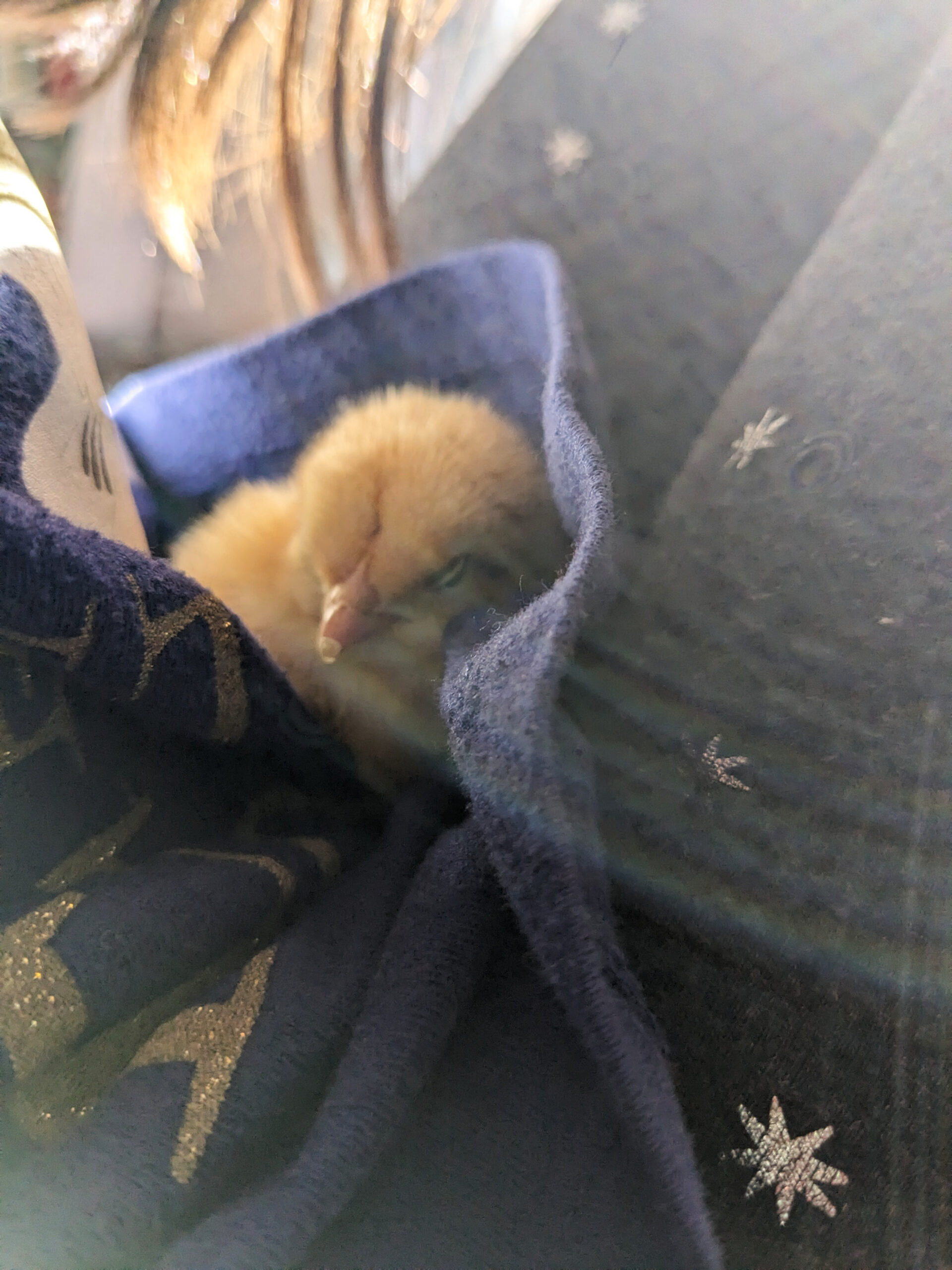 Baby chick sleeping on lap