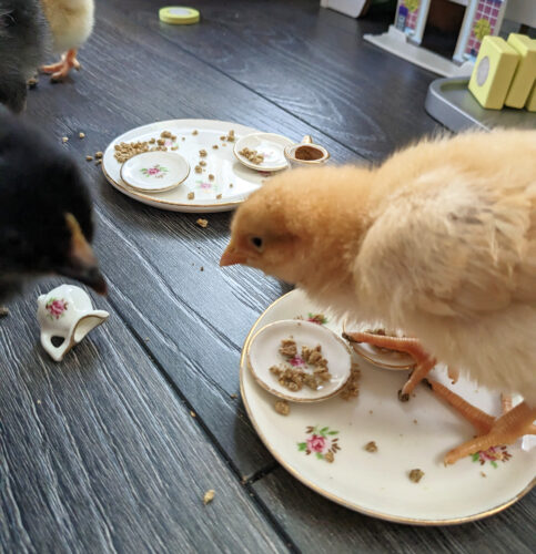 Baby chicks at a tea party with chick food