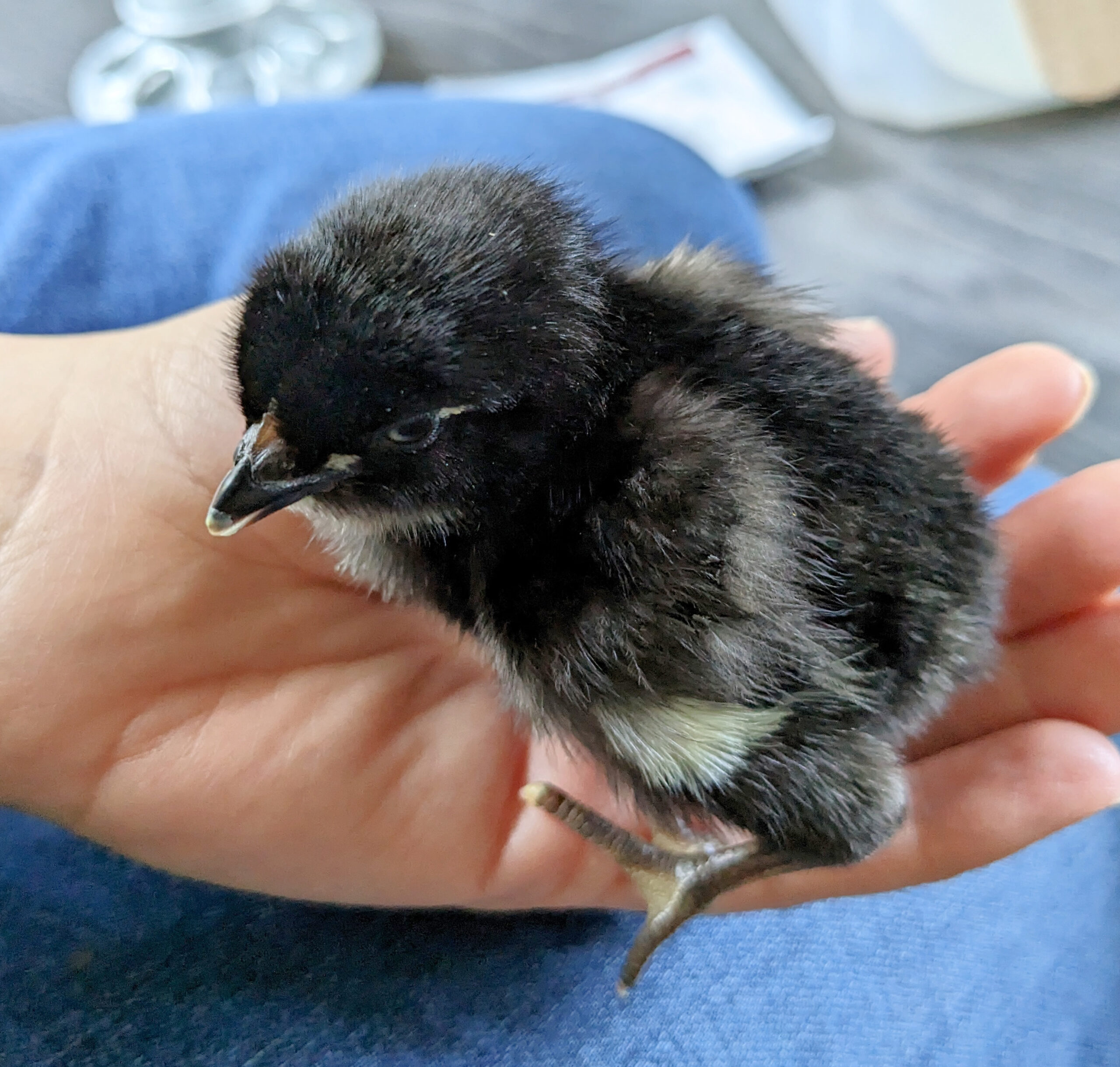 Black Star baby chick in hand