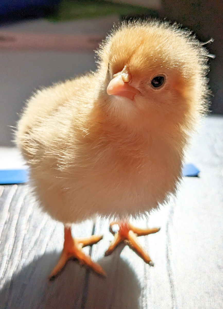 Buff orpington one week old