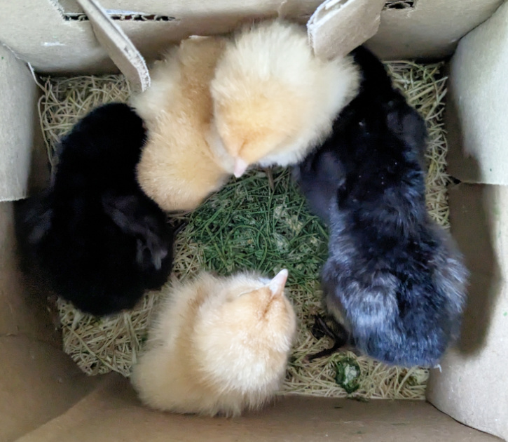 Opening box of chicks