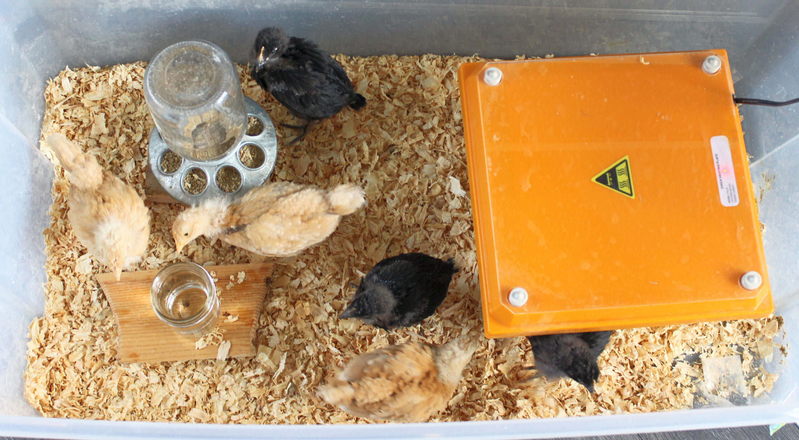 Three week old chicks in brooder