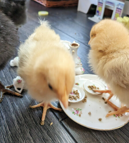 baby chicks at tea party with chick food