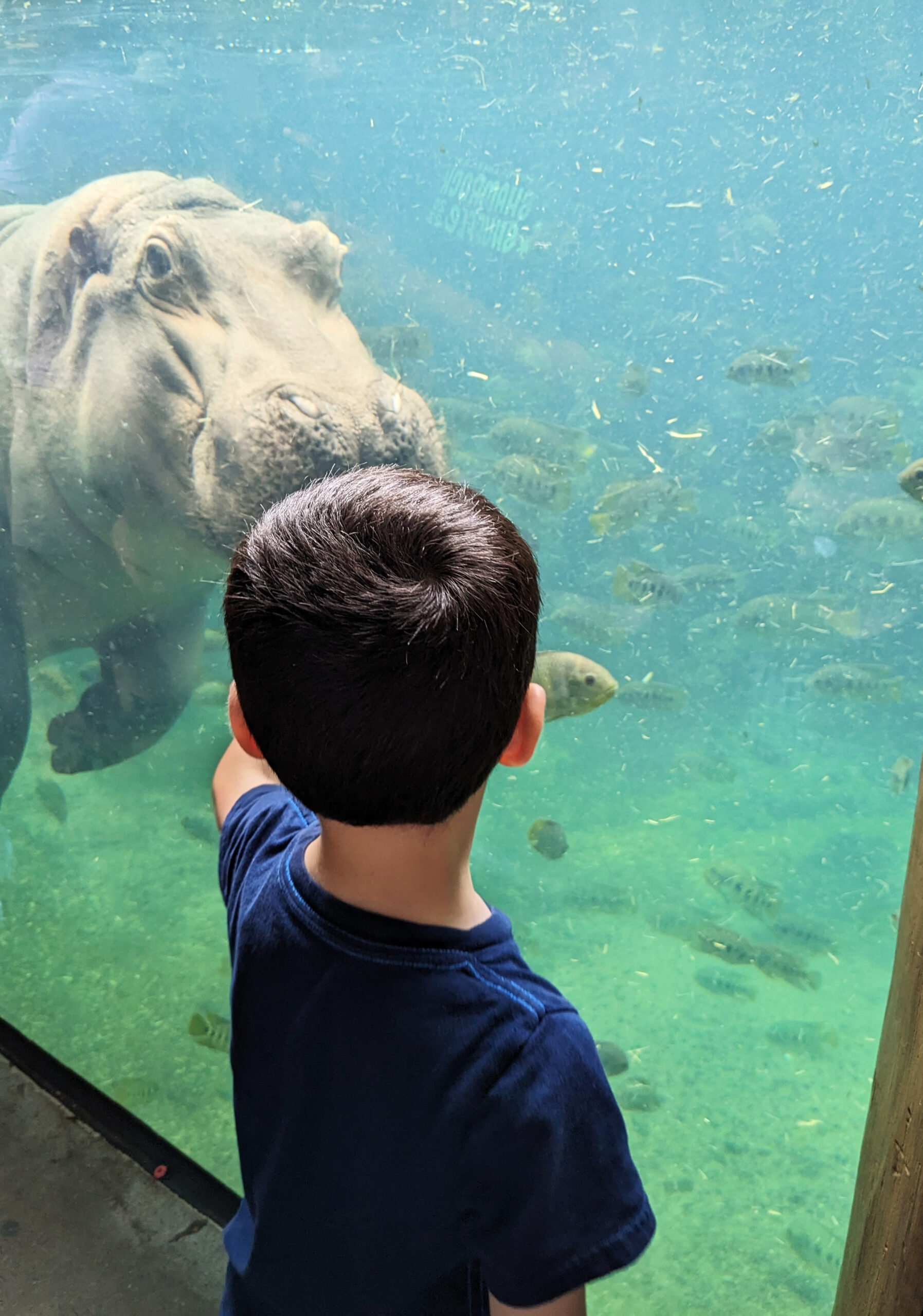 Hippo at St Louis zoo